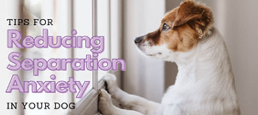 How to Prevent Separation Anxiety in Dogs: Tips for a Happy Pup